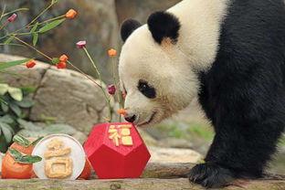 美国爆料熊猫乐乐视频,萌态可掬引网友热议  第3张