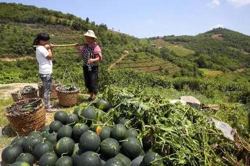 壶镇五廿八免费吃瓜,免费吃瓜狂欢,共享夏日清凉 第3张 壶镇五廿八免费吃瓜,免费吃瓜狂欢,共享夏日清凉 第3张